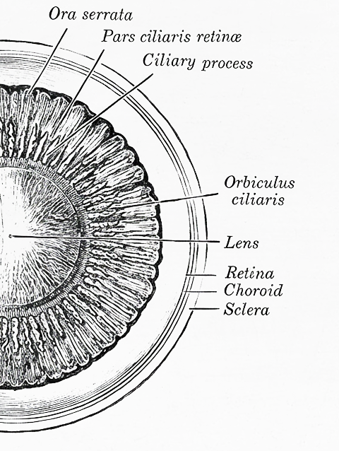 Ophthalmologist Eye Illustration Johannesburg
